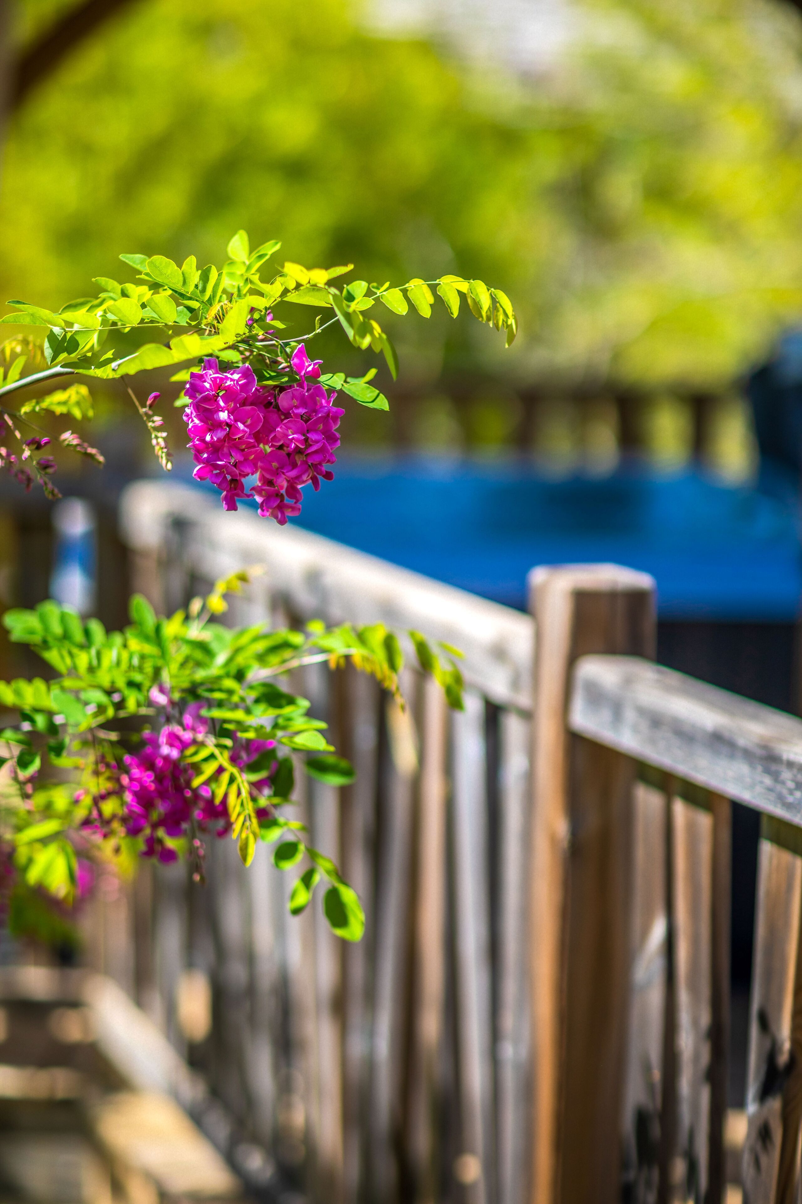 Una valla de madera con vistas a follaje y flores moradas en primer plano.