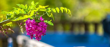 Una valla de madera con vistas a follaje y flores moradas en primer plano.