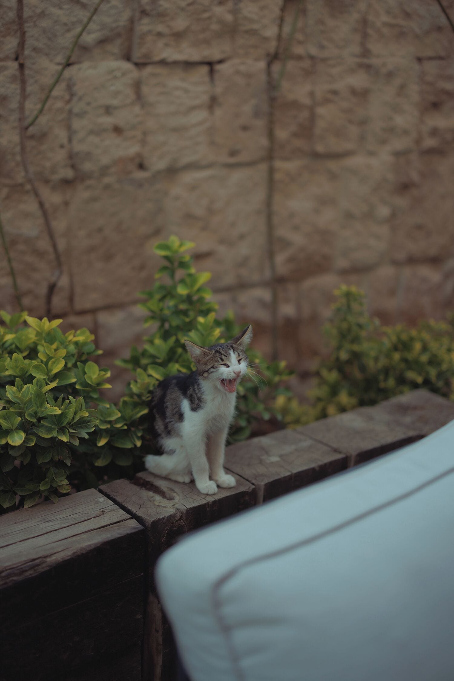 A cat sitting on a wooden ledge with a stone wall in the background.
