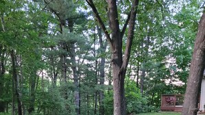 Une cour verdoyante avec des arbres et une terrasse en bois.