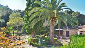 A garden with a palm tree, stone pathway, and a small building with a tiled roof.