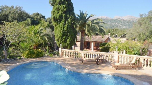 A swimming pool with a stone deck, surrounded by lush greenery and a palm tree.