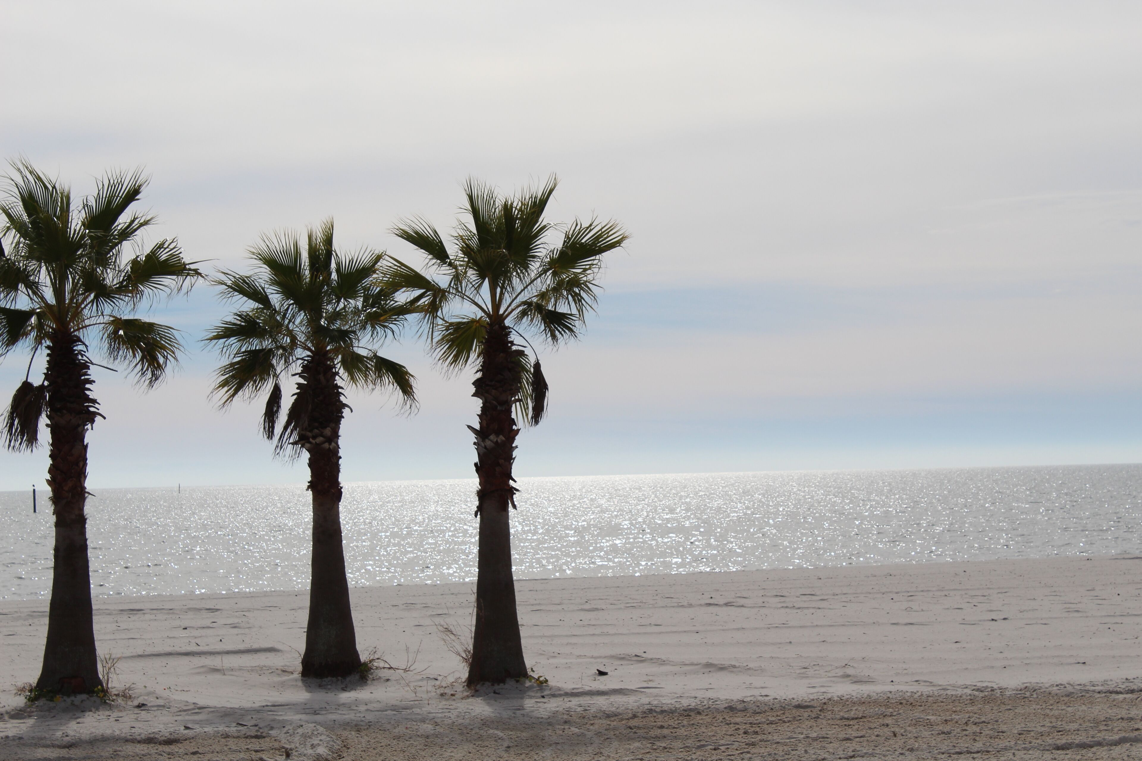 Tres palmeras en una playa con mar tranquilo y cielo despejado.
