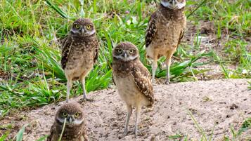 House, Multiple Beds (Centrally located pet-friendly home w) | Miscellaneous