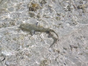 Unclassified image, 2 of 7, button