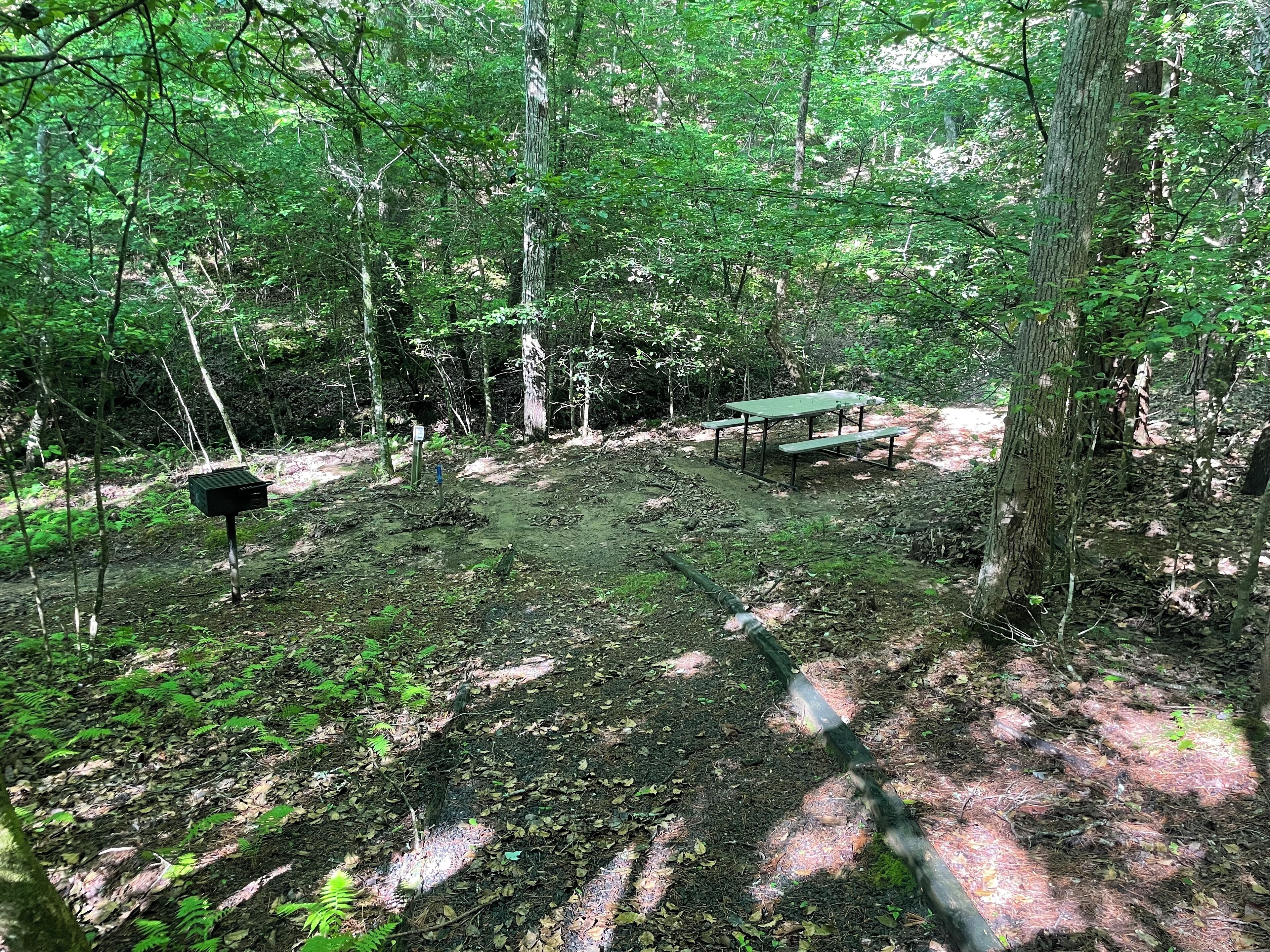 Un terrain de camping boisé, équipé de tables de pique-nique et d’une mangeoire à oiseaux.
