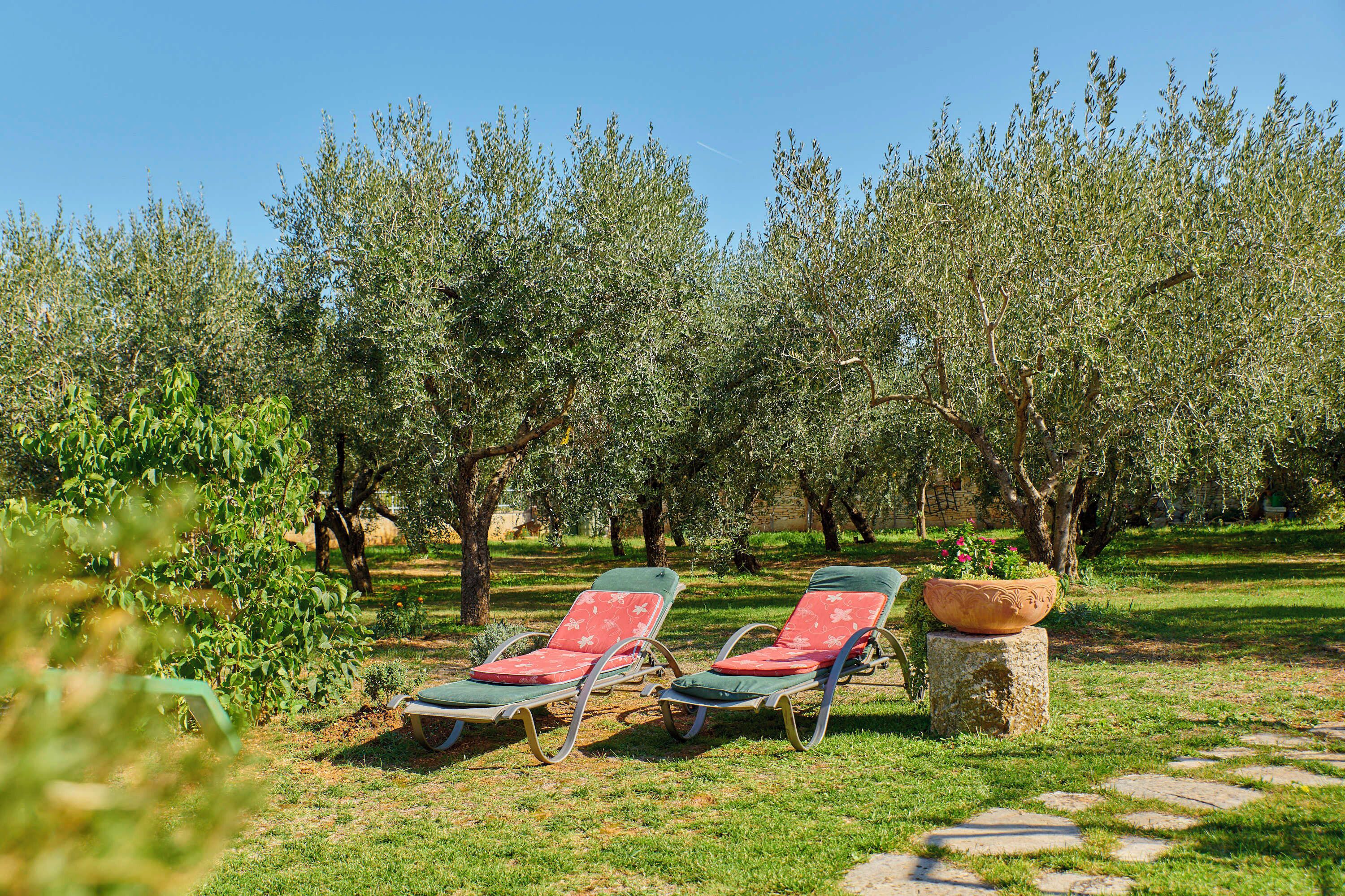 Two sun loungers with red cushions in a garden with olive trees.