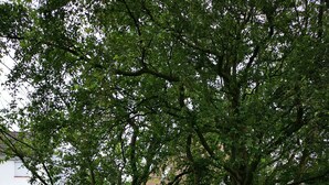 Una mesa de picnic en un área con césped, árboles y un edificio blanco al fondo.