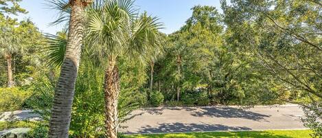 Un jardín bien cuidado con una palmera, follaje denso y una zona pavimentada.