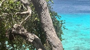 A tree with a bench and potted plants by a clear blue sea. - SEA FRONT-Private, natural, couples-only...unique paradise focused on peace (Banda Abou)