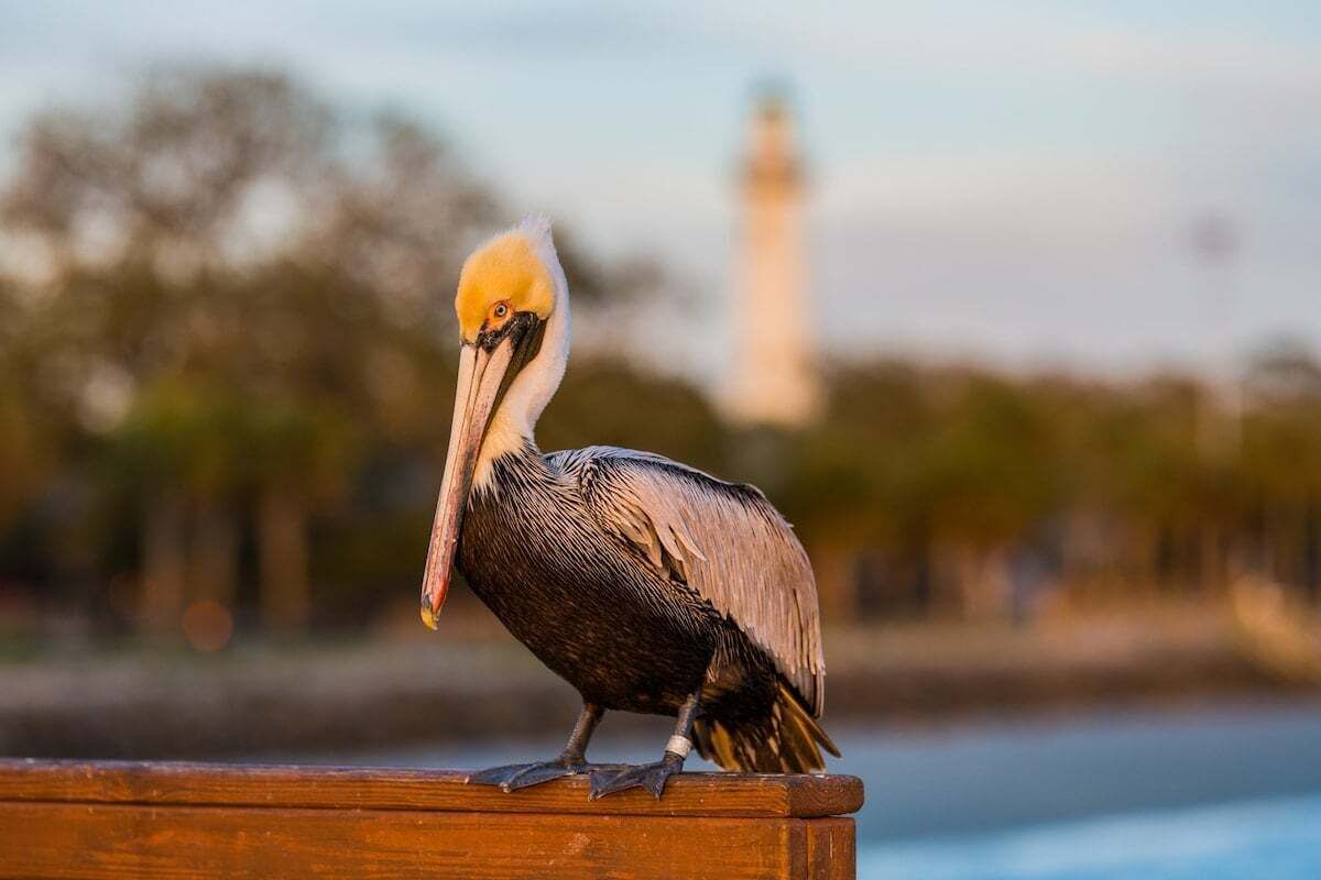 A pelican perched on a wooden railing with a blurred background featuring trees and a distant lighthouse.