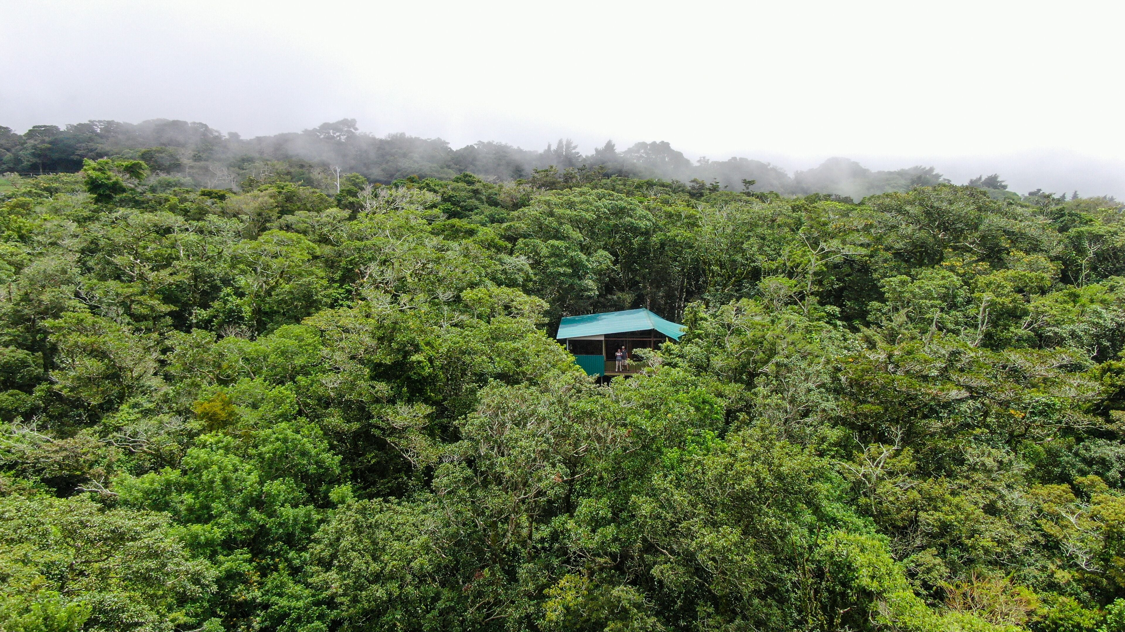 Un edificio pequeño de una sola planta con techo verde, rodeado de un bosque denso.