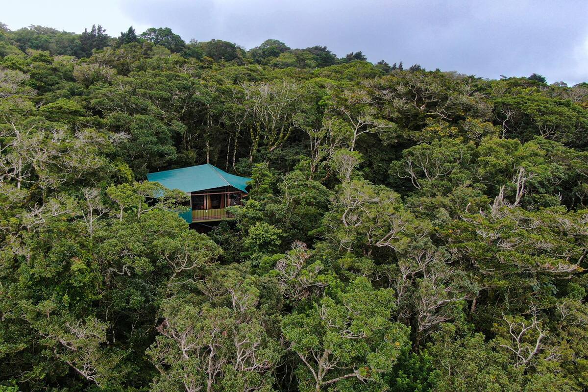 A secluded cabin surrounded by dense forest.