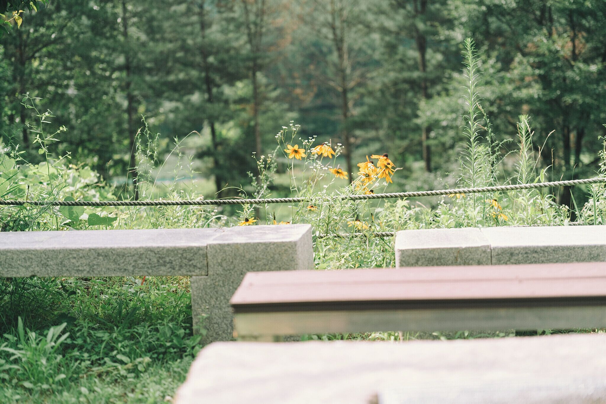 Un banco en un parque rodeado de follaje y flores amarillas.