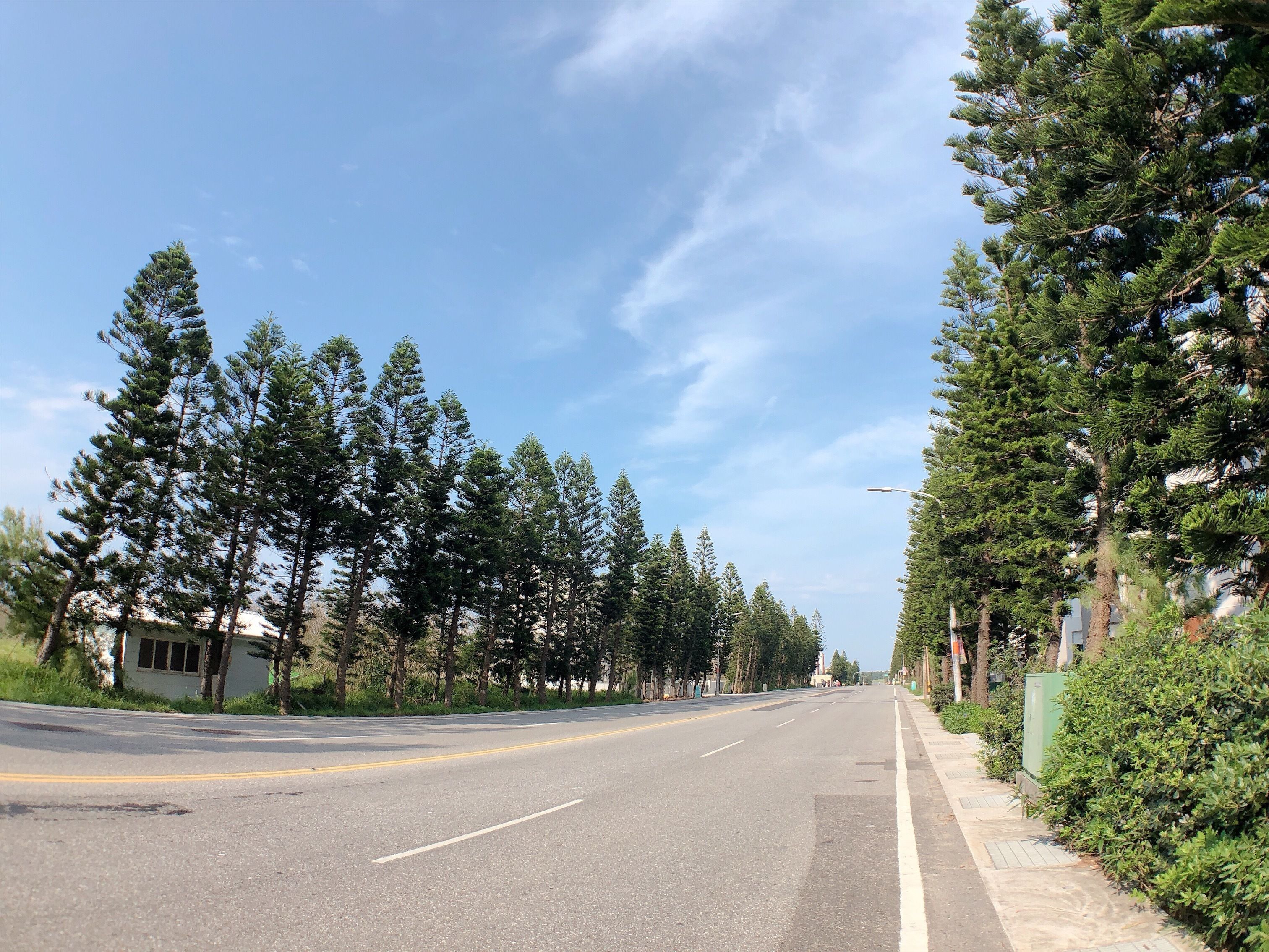 A road lined with tall evergreen trees and a sidewalk on one side.