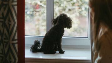 Ein Hund sitzt an einem Fenster mit gemusterten Vorhängen.
