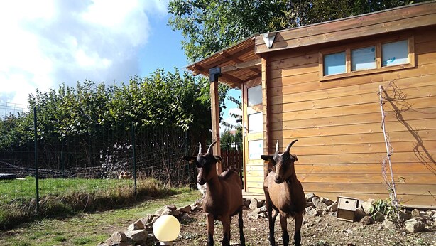 Dos cabras de pie frente a una cabaña de madera con un cercado y un comedero para pájaros cerca.