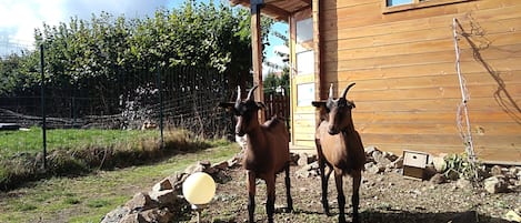 Een buitenzwembad, ligstoelen bij het zwembad