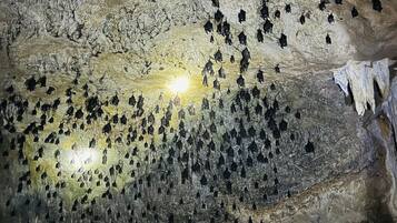 A cave with numerous bats hanging from the ceiling, illuminated by a central light source.