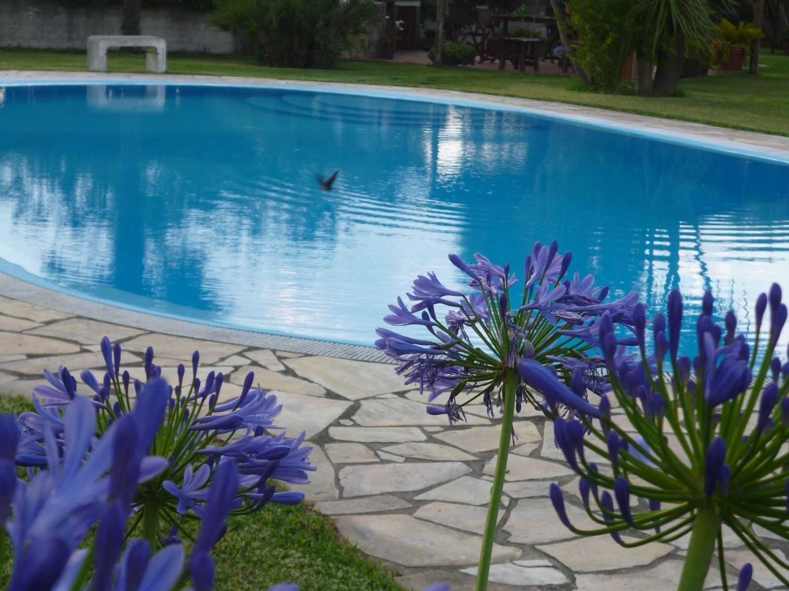 A swimming pool with a stone border, surrounded by grass and a few purple flowers.