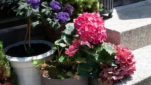 Een bloempot boeket met een taxus en hortensia op een stenen trede.