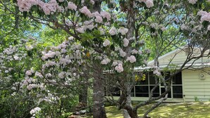 Ett träd med rosa blommor på en gård, med ett hus i bakgrunden.