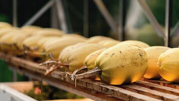 Una hilera de calabazas sobre un estante de madera.