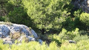 Paisaje costero con vegetación verde densa y terreno rocoso.