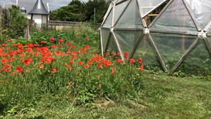 A greenhouse with a geodesic dome structure, surrounded by a field of red poppies.