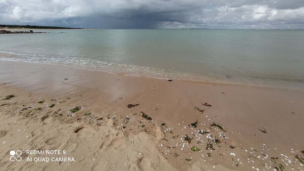 Una spiaggia con un litorale sabbioso, alghe sparse e piccole conchiglie bianche.