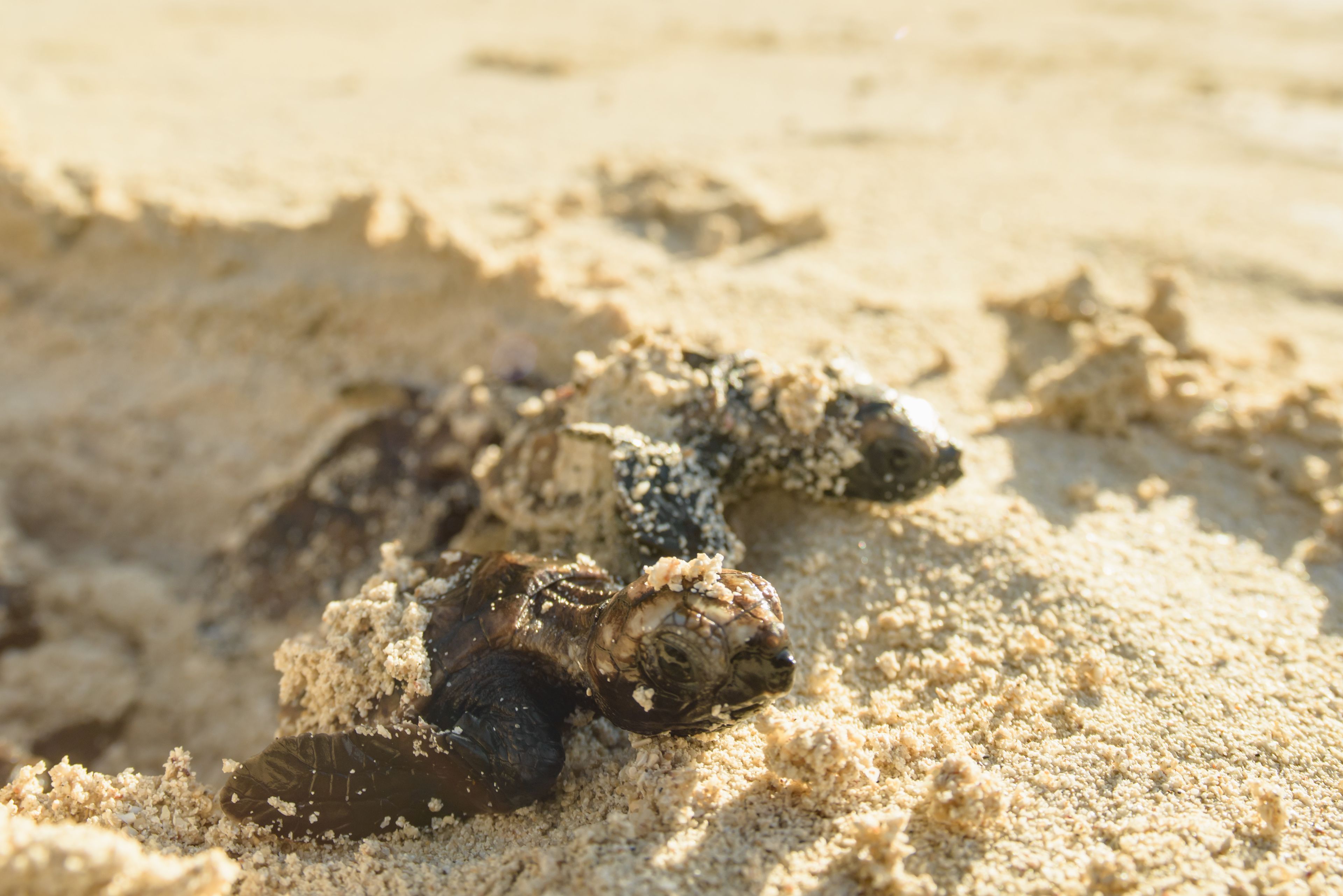 A turtle on a sandy surface.