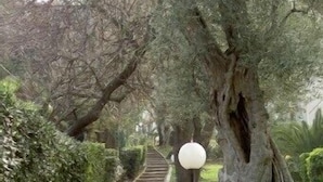 Un sentier bordé d’arbres et éclairé par un lampadaire.