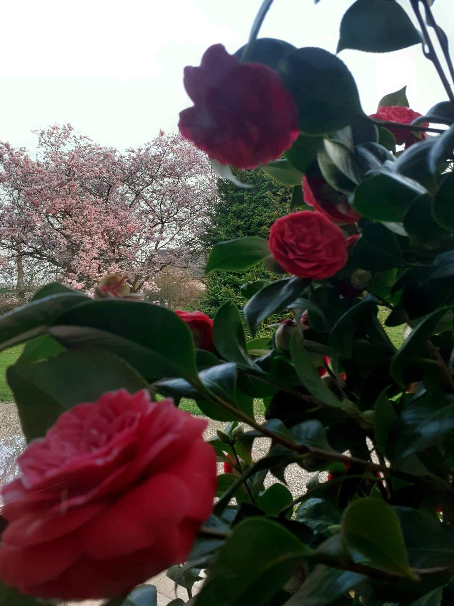 Un jardin où s’épanouissent des roses rouges et des fleurs de cerisier.