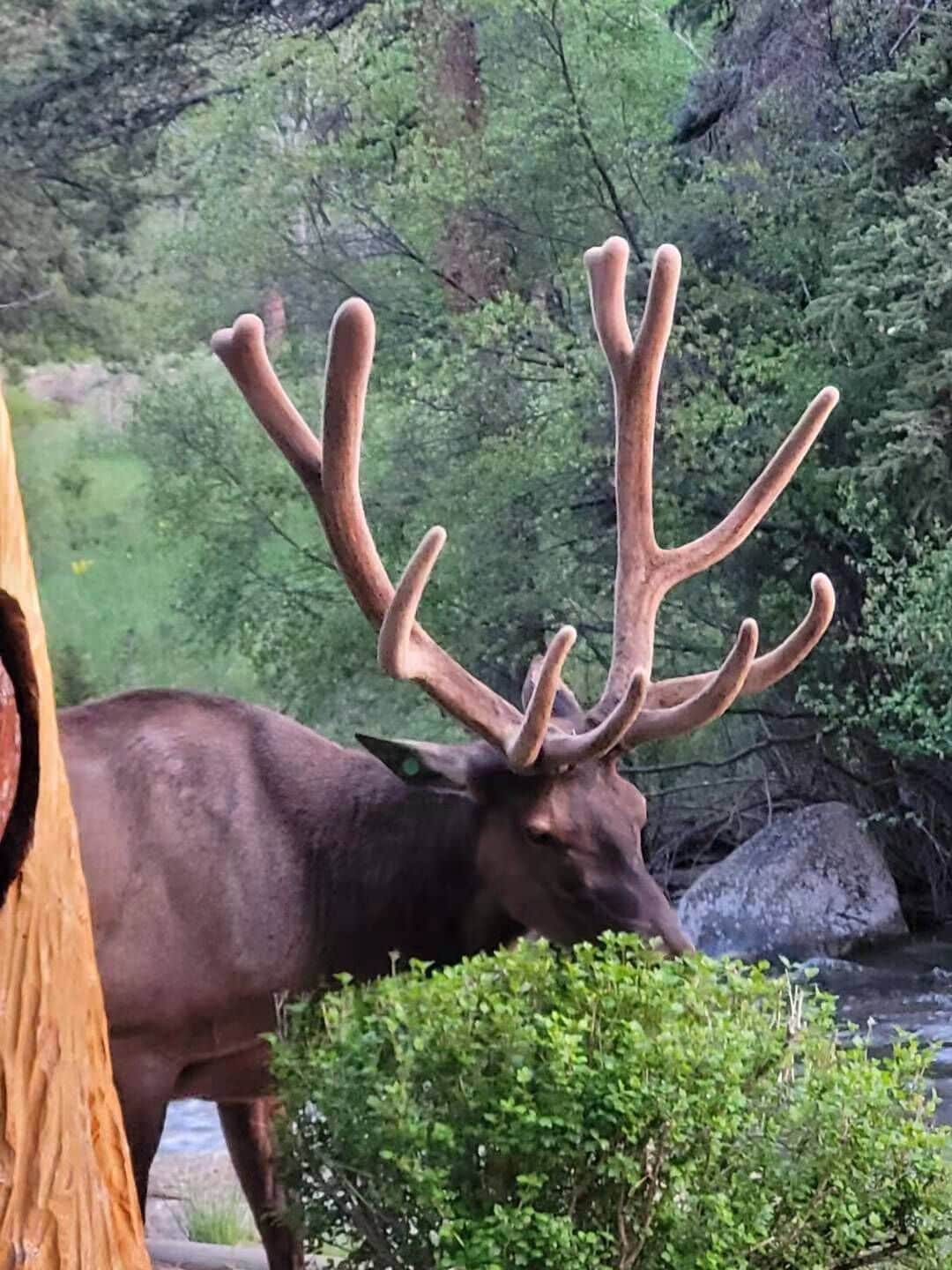 A large elk with prominent antlers standing near a river, surrounded by greenery.