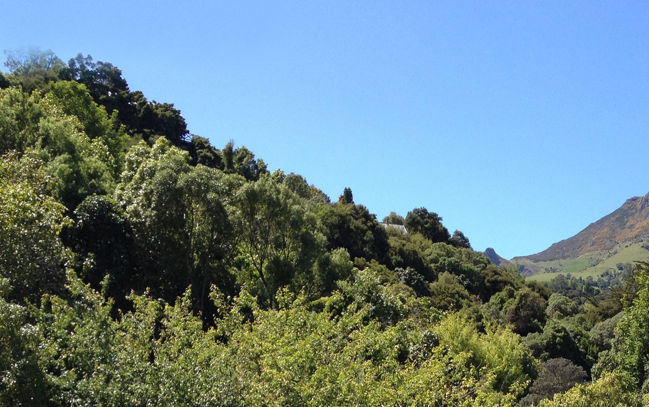 the willow room  | view from room