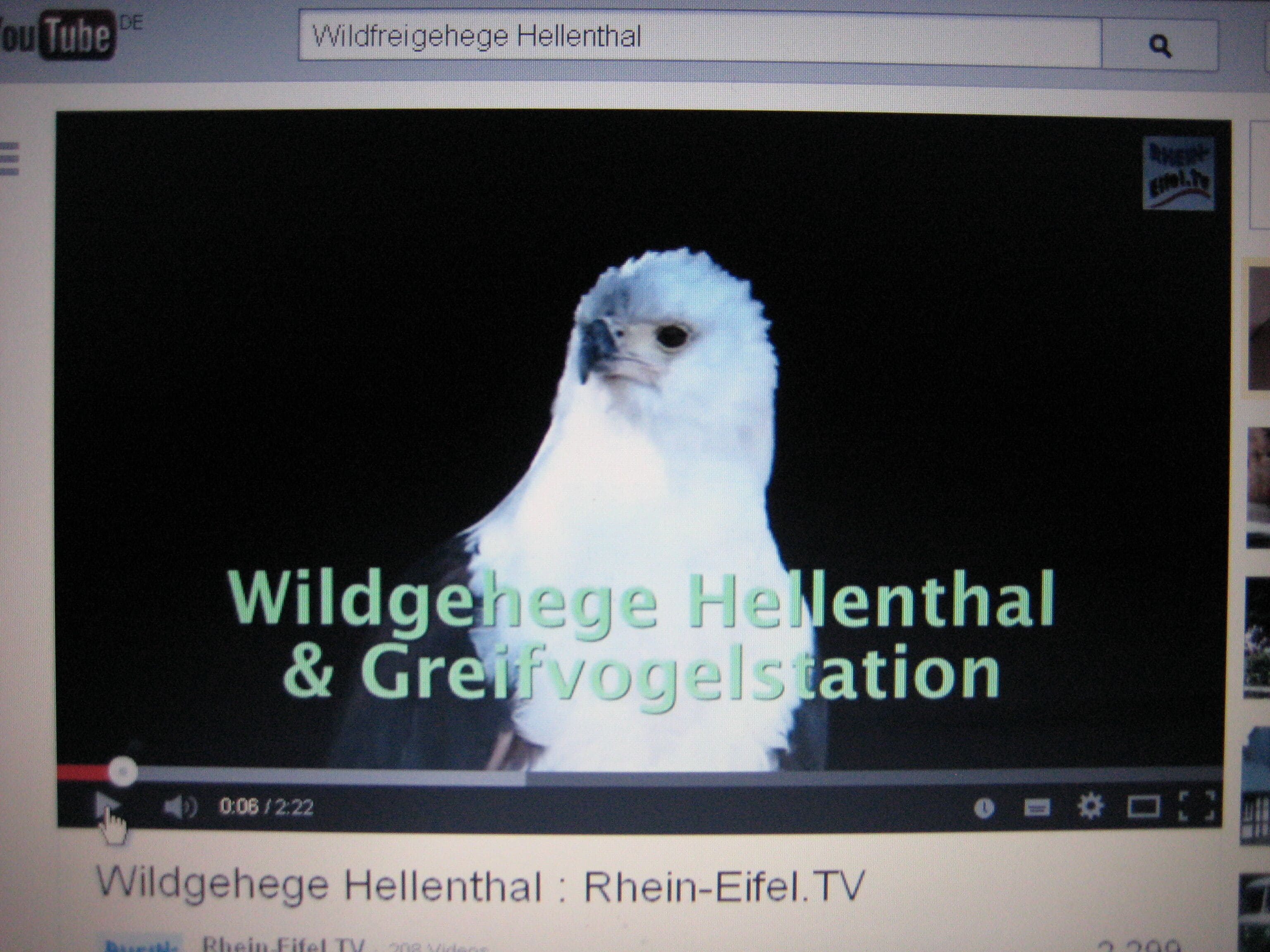 Tela de computador exibindo um vídeo intitulado 'Wildgehege Hellenthal & Greifvogelsstation' com um close-up de uma ave.