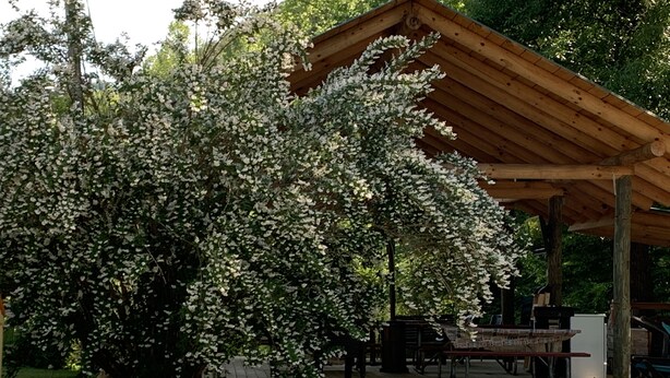 A covered outdoor area with a wooden pavilion, a gravel path, and a large flowering bush. - CREEKSIDE CABINS  - CHIPMUNK (Bryson City)