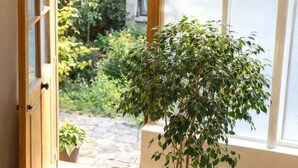 A potted tree in a doorway leading to a garden. - Atelier d'artiste / artist loft / 35m2 (Paris)