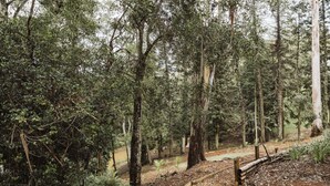 A forested area with a dirt path and wooden fence. - Possums Retreat - Private Spacious Cottage with Hydrotherapy Spa (North Maleny)