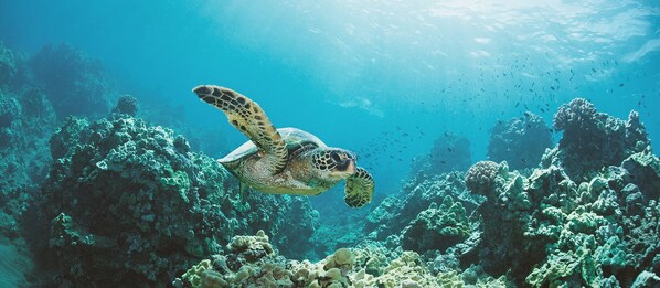 A sea turtle swimming near a coral reef. - Newly remodeled gem in Hawaiian Shores (Pahoa)