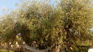Una hamaca bajo un olivo en un jardín con un muro rústico y una estructura blanca al fondo.