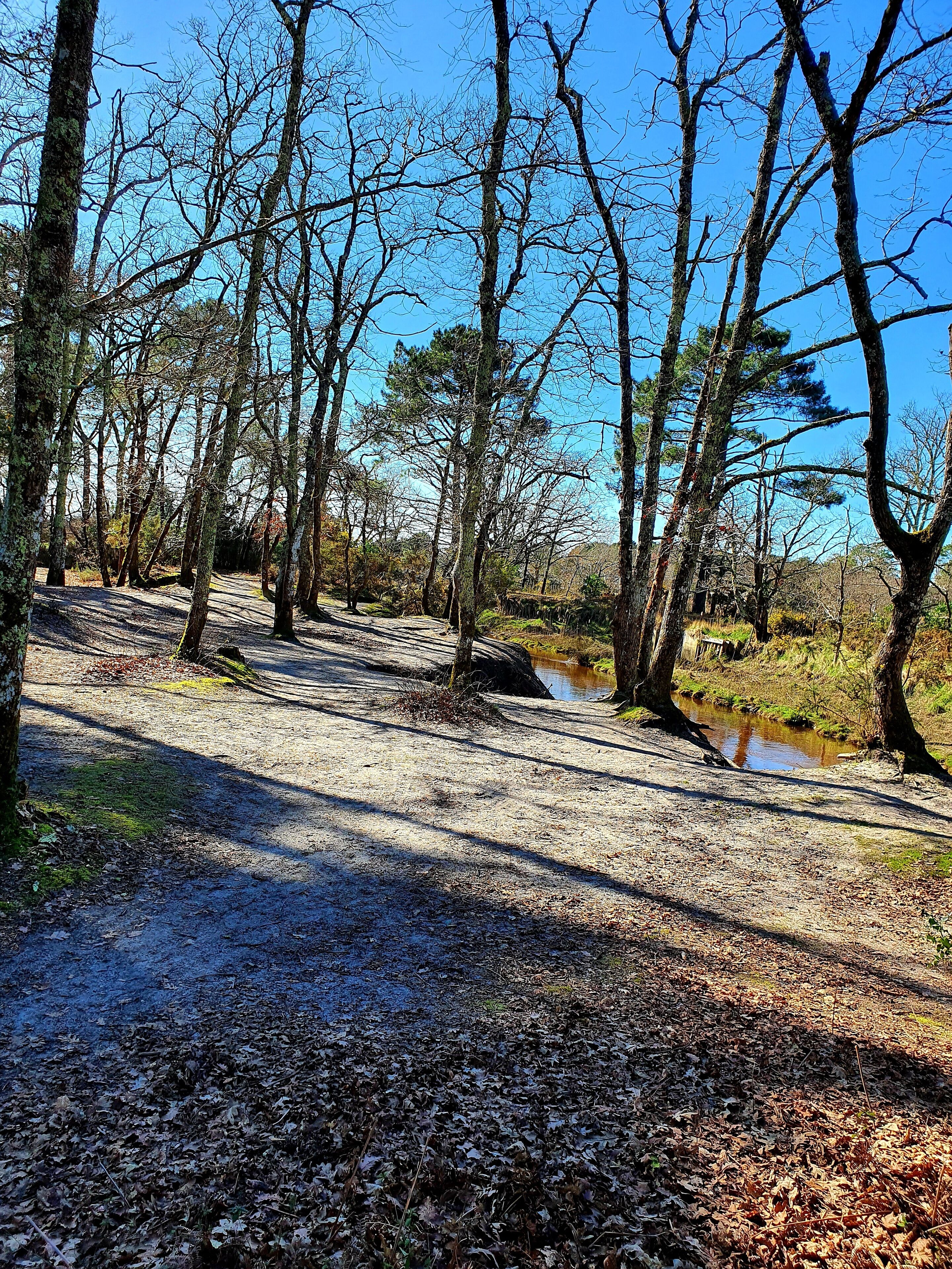 A forested area with a dirt path and a small stream.