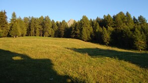 Ein grünes Feld mit dichtem Wald und einem Berg im Hintergrund.