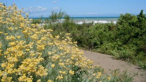 Eine Küstenlandschaft mit gelben Blumen, einem Feldweg und Blick auf das Meer.