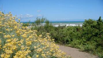 Lettini da mare