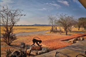 Luxury Chalet, 1 Bedroom (Deluxe Chalet) | Terrace/patio - Etosha Mopane Safari Lodge (Etosha)