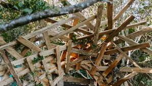 A wooden structure with a slatted door and a decorative element above it. - Treedom Villas and Vardos (Wilderness)