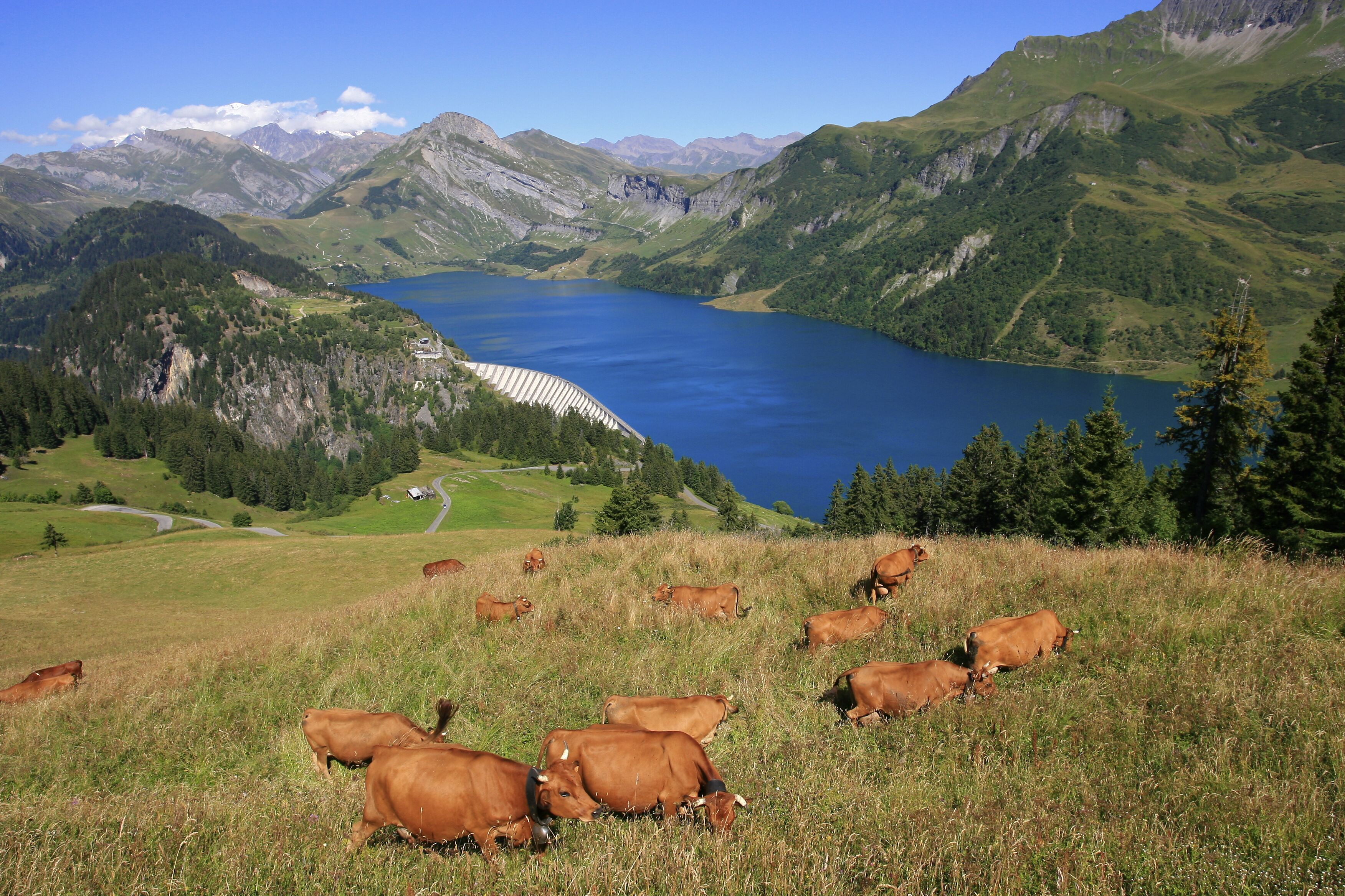 Un paysage montagneux avec un lac, des vaches qui paissent et une route sinueuse.