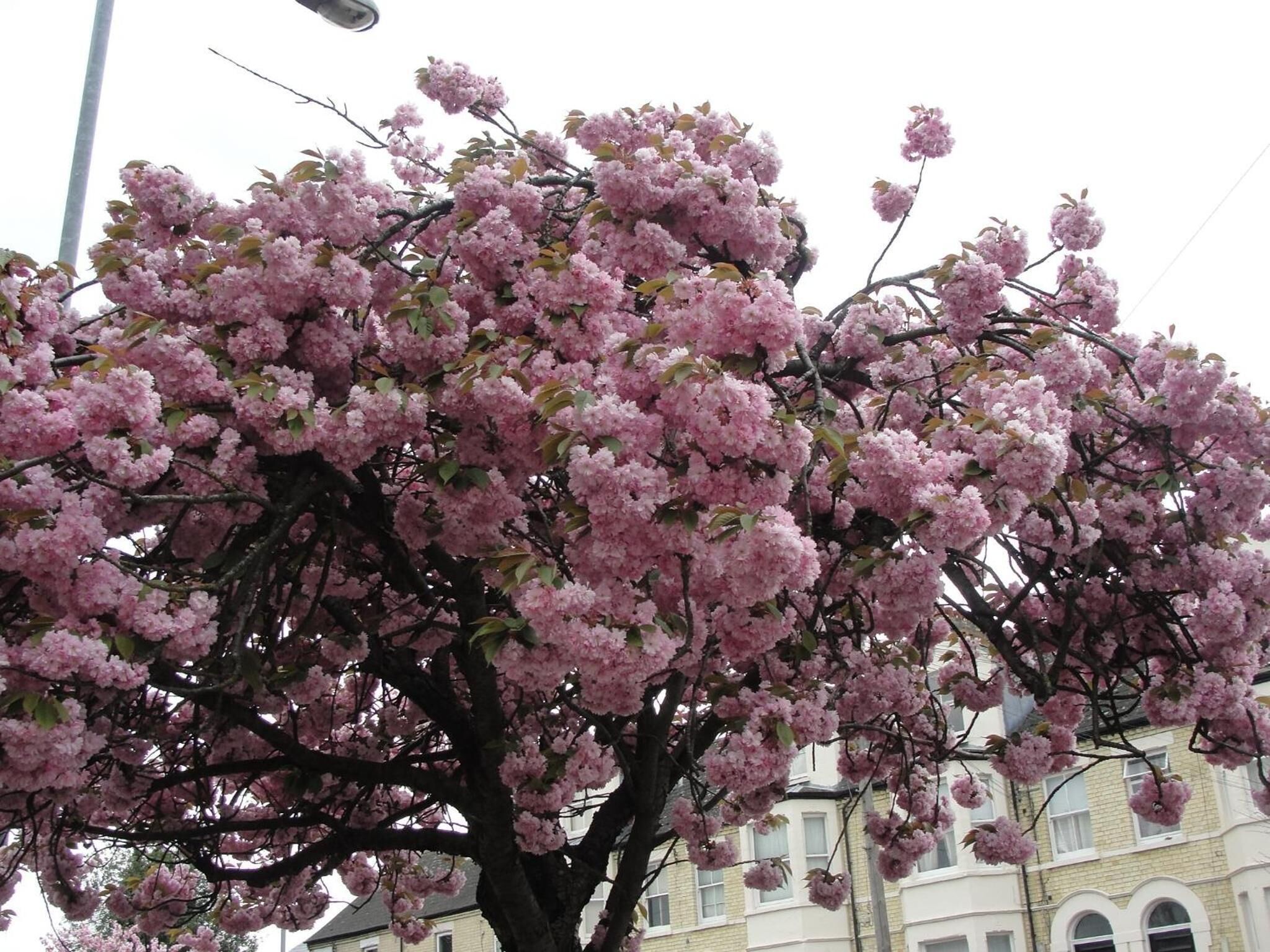 Foto - Cambridge Bed & Breakfast