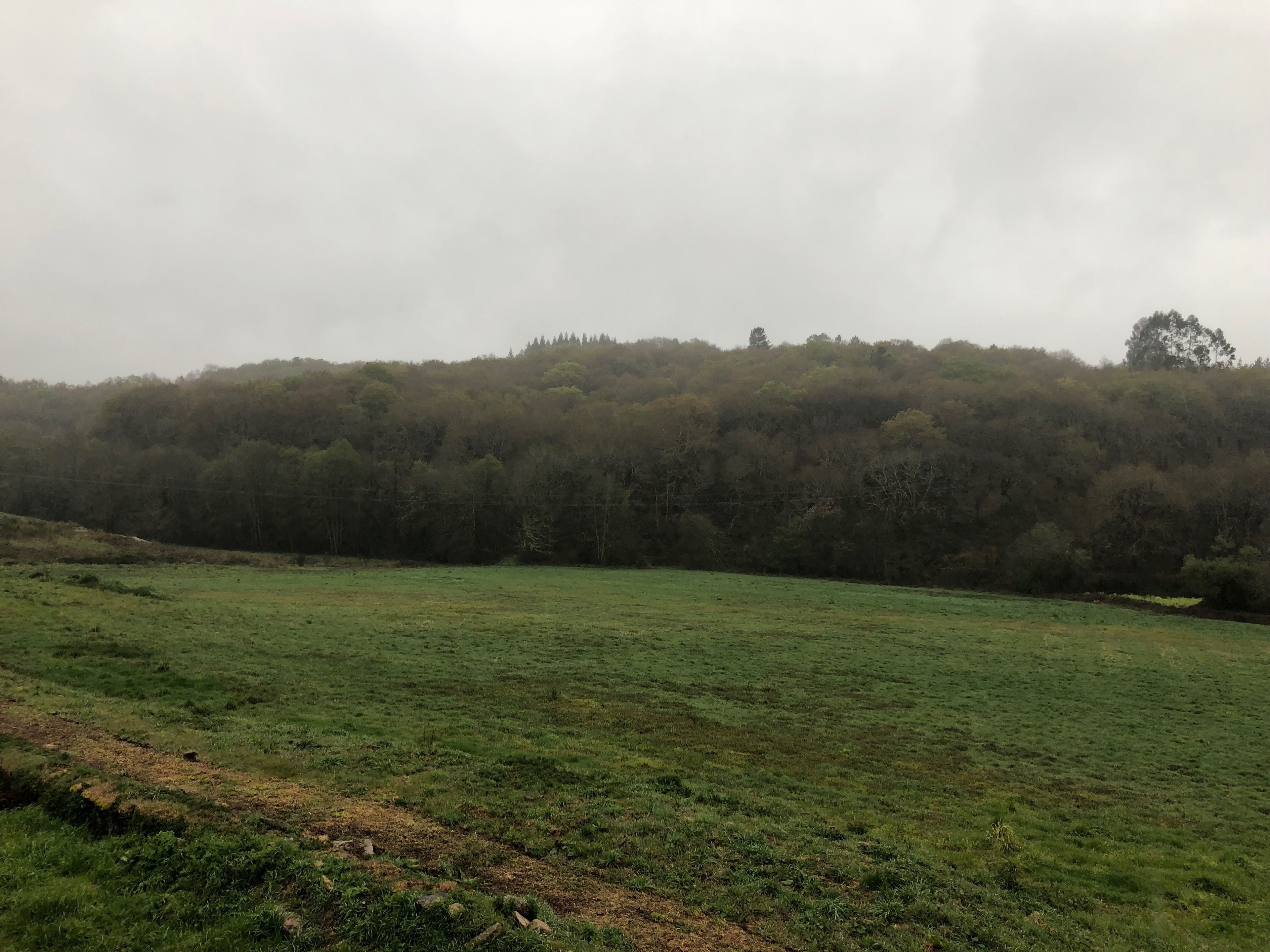 Un campo cubierto de hierba con una colina boscosa al fondo.